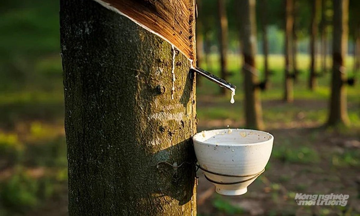 আজ ৭ ডিসেম্বর, ২০২৫ তারিখে দেশ ও বিশ্বে রাবারের দামের সর্বশেষ তথ্য Giá cao su hôm nay 7/12/2025 ở trong nước và thế giới mới nhất