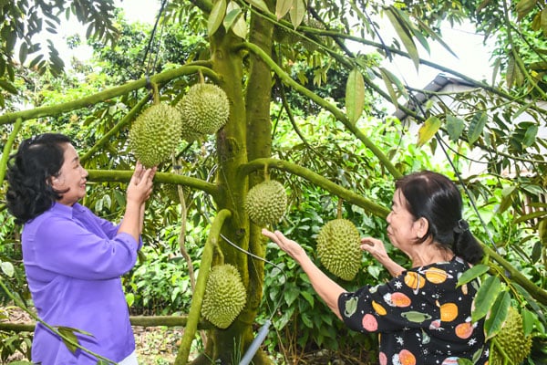លោកស្រី Nguyen Thi Thinh (គម្របខាងឆ្វេង) និងសមាជិកសហករណ៍កសិកម្ម Tan Phu ទស្សនាសួនធុរេន។