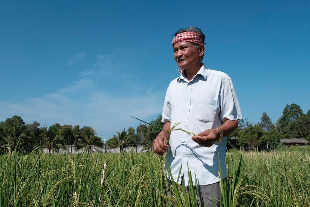 दुनिया के सबसे बेहतरीन चावल के बाद, वियतनाम बीमारियों से बचाव के लिए औषधीय चावल लॉन्च करने वाला है - 2