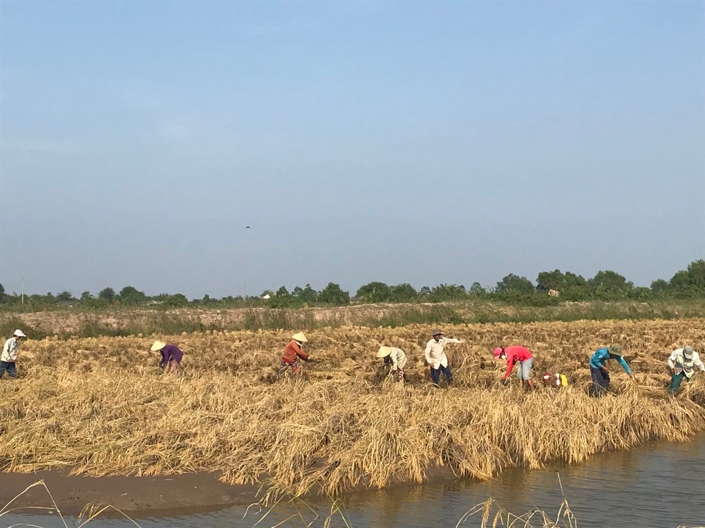 दुनिया के सबसे बेहतरीन चावल के बाद, वियतनाम बीमारियों से बचाव के लिए औषधीय चावल लॉन्च करने वाला है - 3
