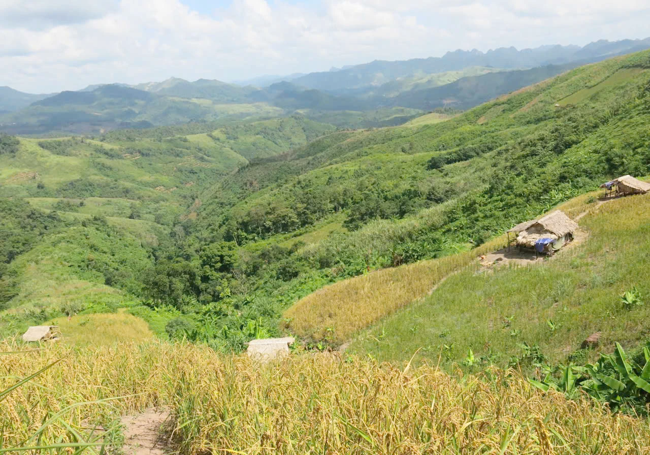 Campos de arroz dourados e maduros dos povos May e Khua. Foto: X.V.