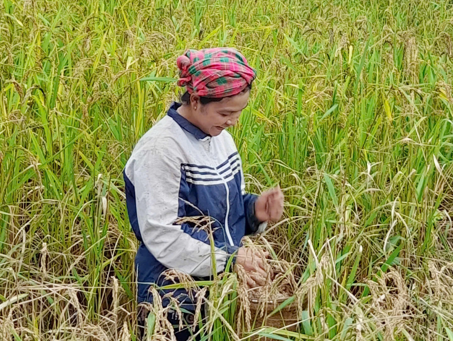 Moradores da comuna de Dan Hoa colhem arroz de terras altas. Foto: X.V.