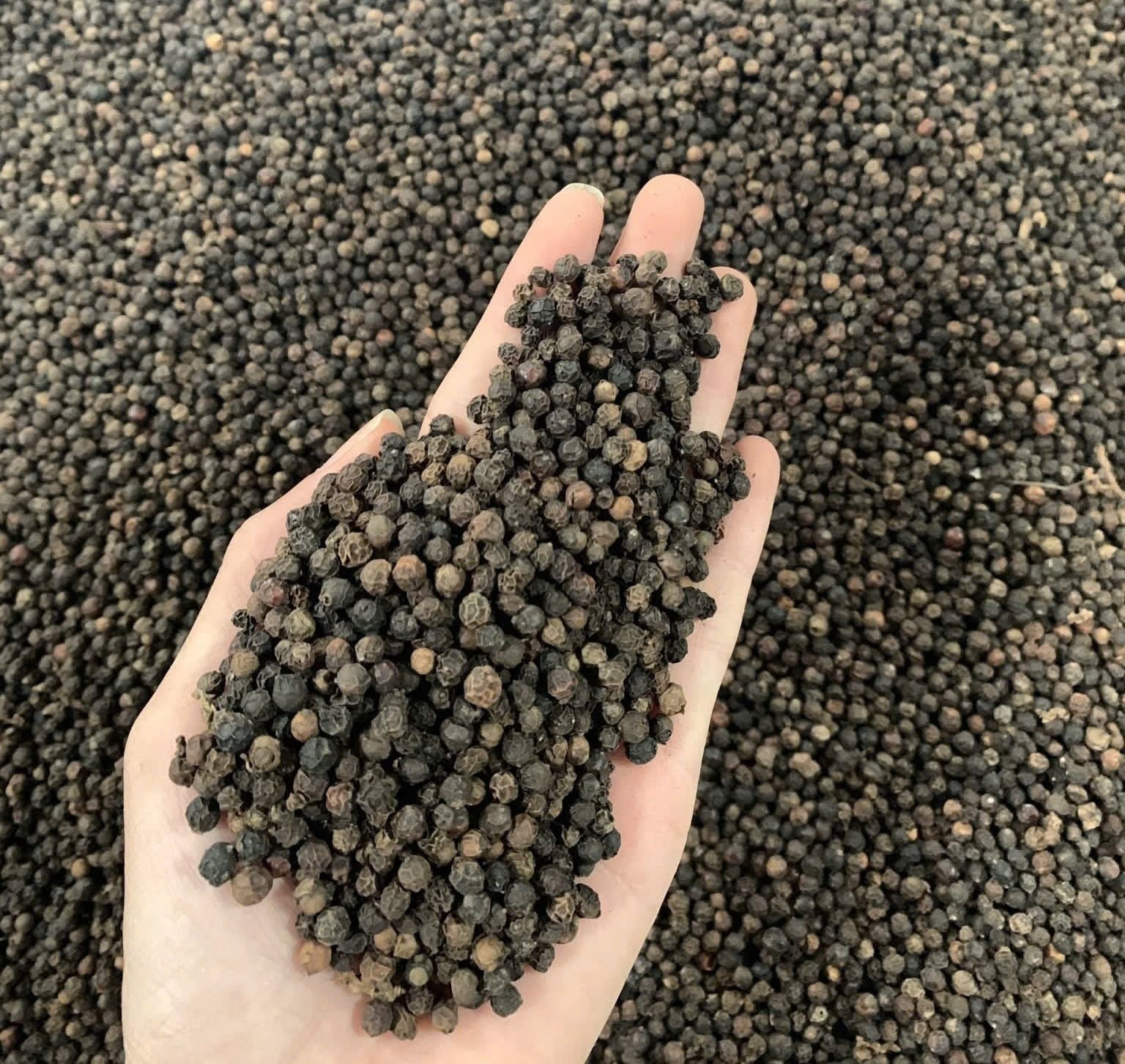 Harga Lada Hari Ini 7 Desember 2025: Ekspor Tembus 1,5 Miliar USD, Pasar Kembali Bergairah