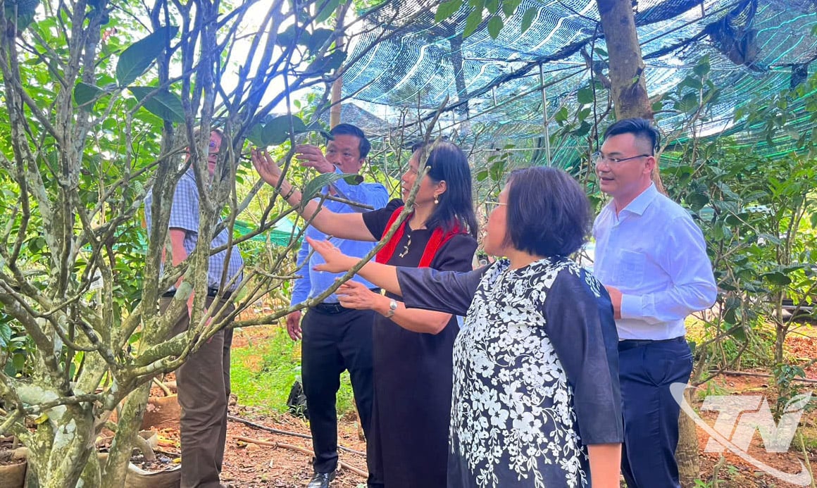 ABD'li ortaklardan oluşan bir heyet, Trang Xa komünündeki Altın Kamelya bölgesini ziyaret etti.