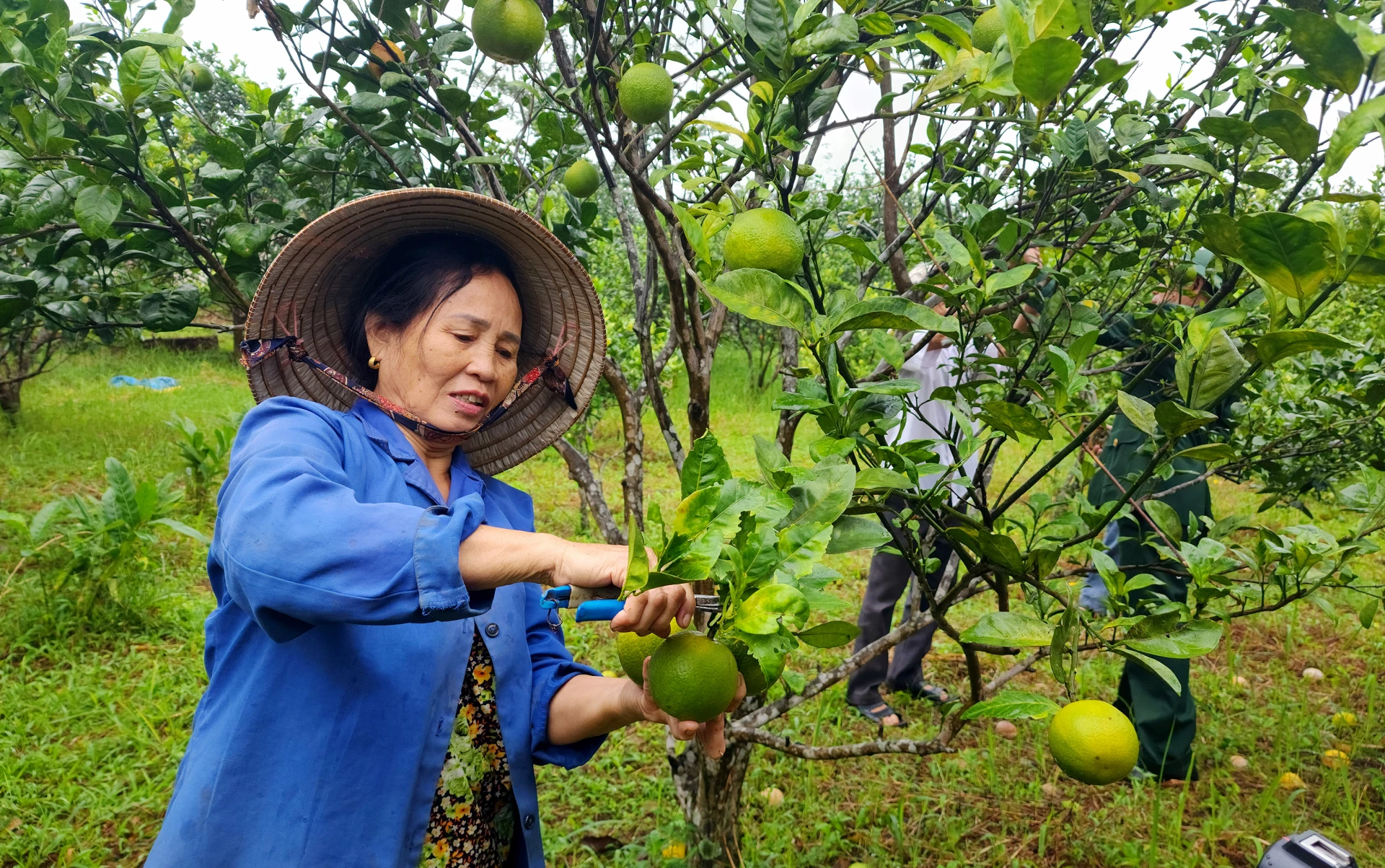 Vườn cam cho mùa quả ngọt đầu tiên của gia đình ông Lê Văn Thành - Ảnh: T.LONG