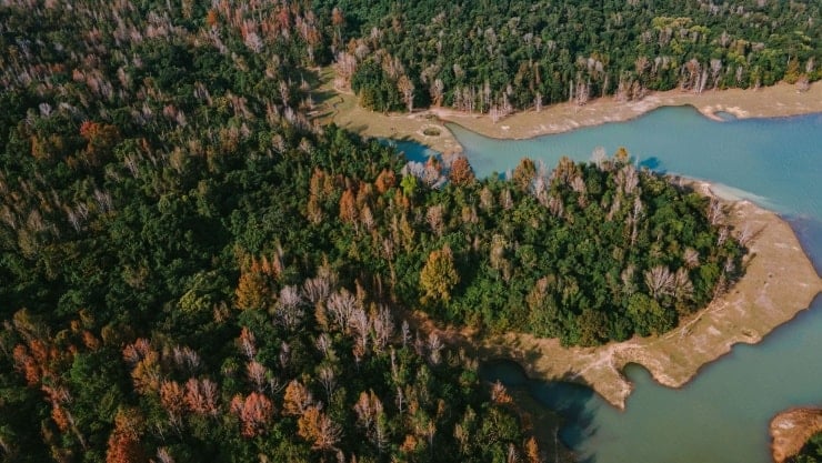 Vast maple forest. Photo: Huy Vo