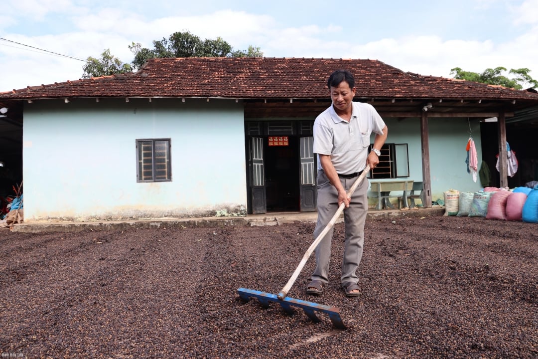 Encik Trieu Phu Hien, seorang yang berprestij di kampung Dai Thanh, komune Ea MDroh, merintis dalam penanaman kopi untuk menjadi contoh kepada rakyat.