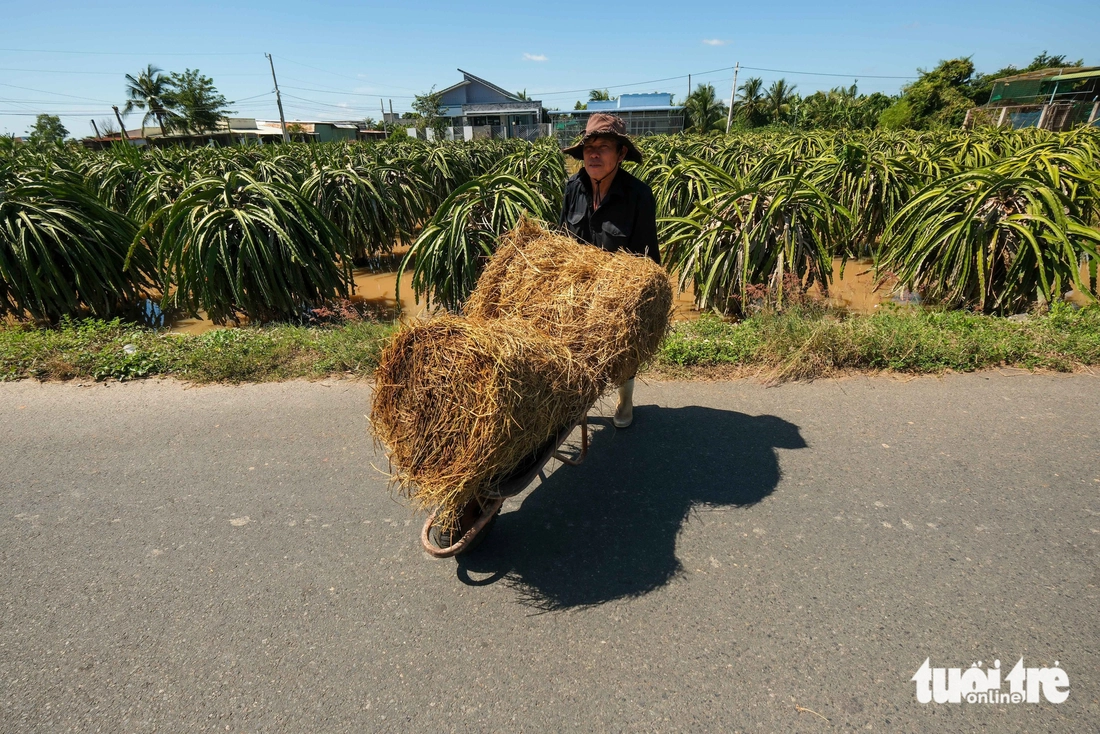 Nhà vườn thanh long Bình Thuận mất trắng vì lũ - Ảnh 4.