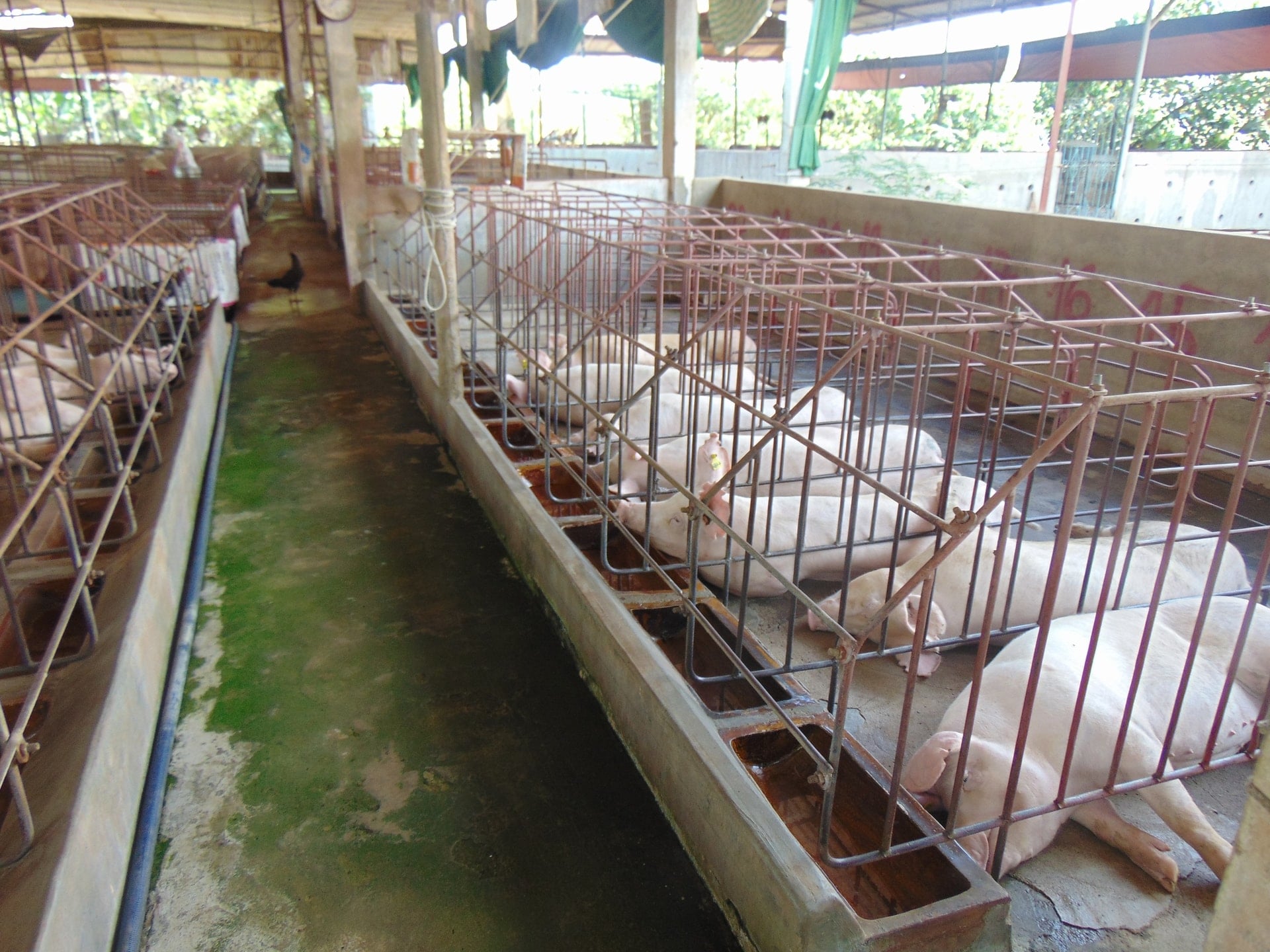 Grisepris i dag 7. desember 2025: Nord-Irland opprettholder toppen på 61 000 VND/kg