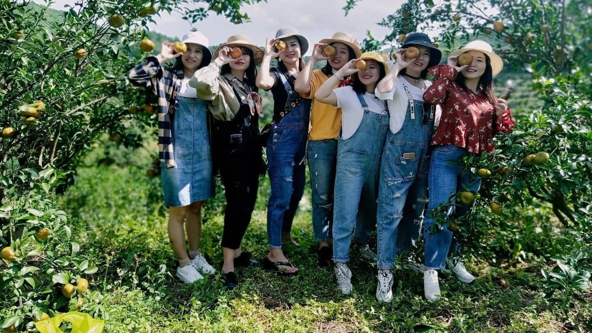 ភ្ញៀវទេសចរទទួលបានបទពិសោធន៍សួនក្រូចនៅតំបន់សេដ្ឋកិច្ចពិសេស Van Don។ រូបថត៖ Nguyen Thanh។ Du khách trải nghiệm tại vườn cam ở Đặc khu Vân Đồn. Ảnh: Nguyễn Thành.