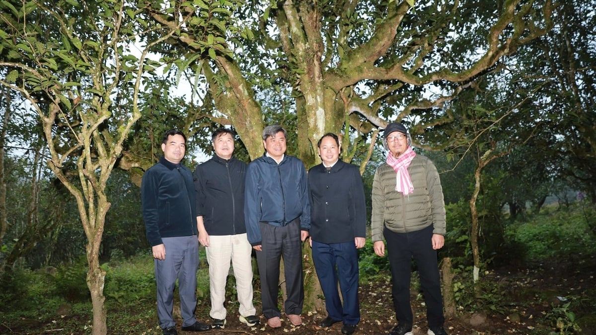 អនុរដ្ឋមន្ត្រី Tran Thanh Nam (ឈរនៅកណ្តាល) បានលើកទឹកចិត្តឃុំ Ho Thau ប្រើប្រាស់តែ Shan Tuyet ជារុក្ខជាតិក្បាលម៉ាស៊ីនសម្រាប់ការអភិវឌ្ឍន៍សេដ្ឋកិច្ច។ រូបថត៖ ឌុក ឡុង។ Thứ trưởng Trần Thanh Nam (đứng giữa) khuyến khích xã Hồ Thầu lấy cây chè Shan tuyết làm cây mũi nhọn để phát triển kinh tế. Ảnh: Đức Long.