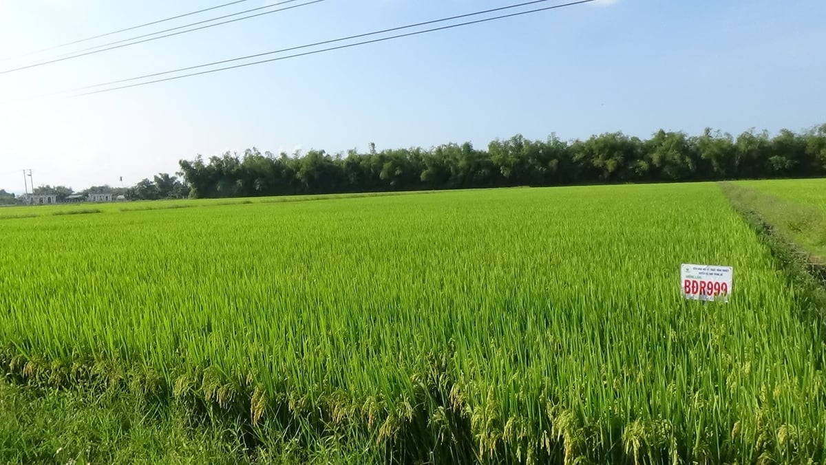 Takket være nye rissorter har rismarkene i den sentrale regionen ikke lenger «flerlagsris». Foto: V.D.T. Nhờ các giống lúa mới, những cánh đồng lúa ở miền Trung không còn cảnh 'lúa nhiều tầng'. Ảnh: V.Đ.T.