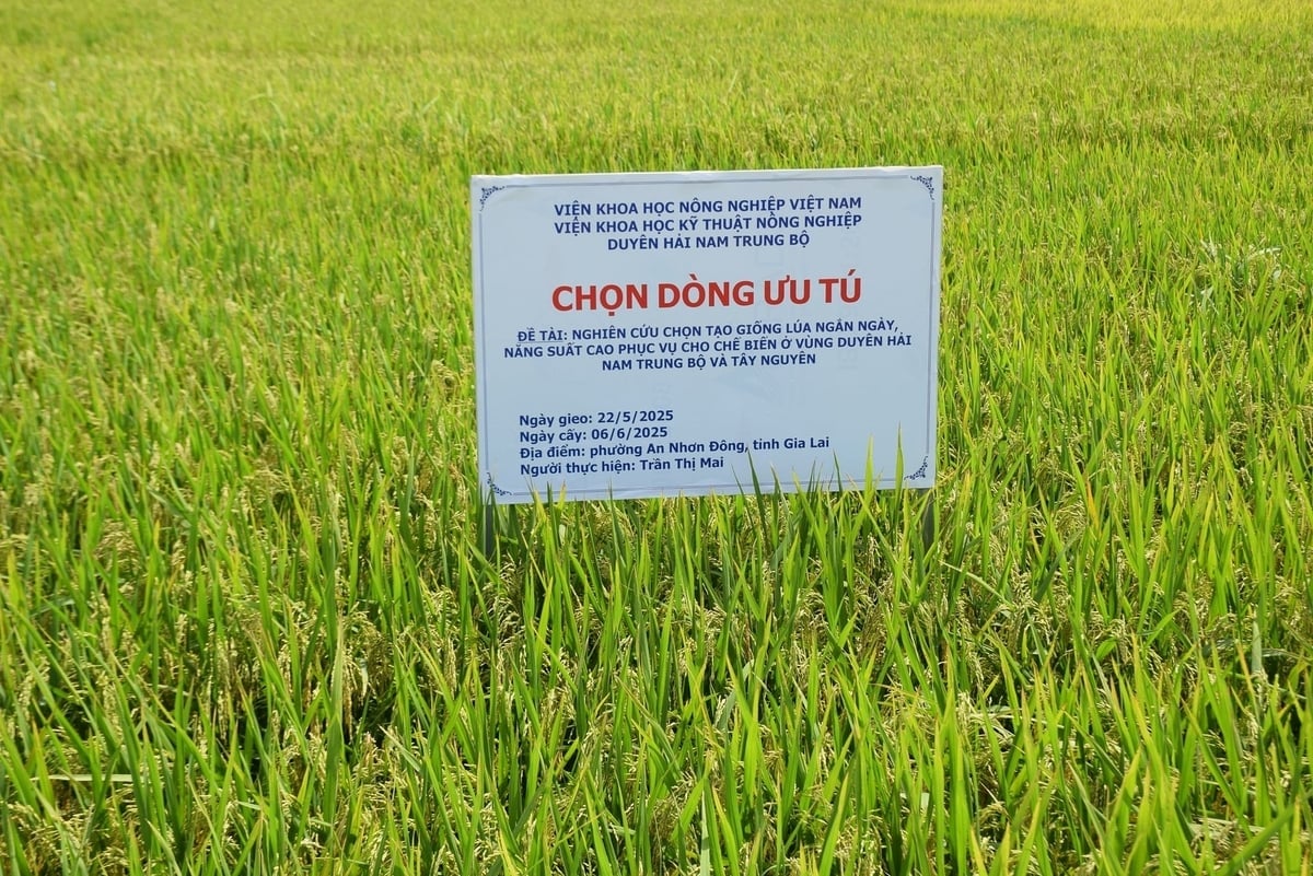 ASISOV forsker på og utvikler kortsiktige, høyavkastende rissorter for bearbeiding i South Central- og Central Highlands-regionene. Foto: V.D.T. ASISOV nghiên cứu, chọn tạo giống lúa ngắn ngày, năng suất cao phục vụ chế biến cho vùng Nam Trug bộ và Tây Nguyên. Ảnh: V.Đ.T.