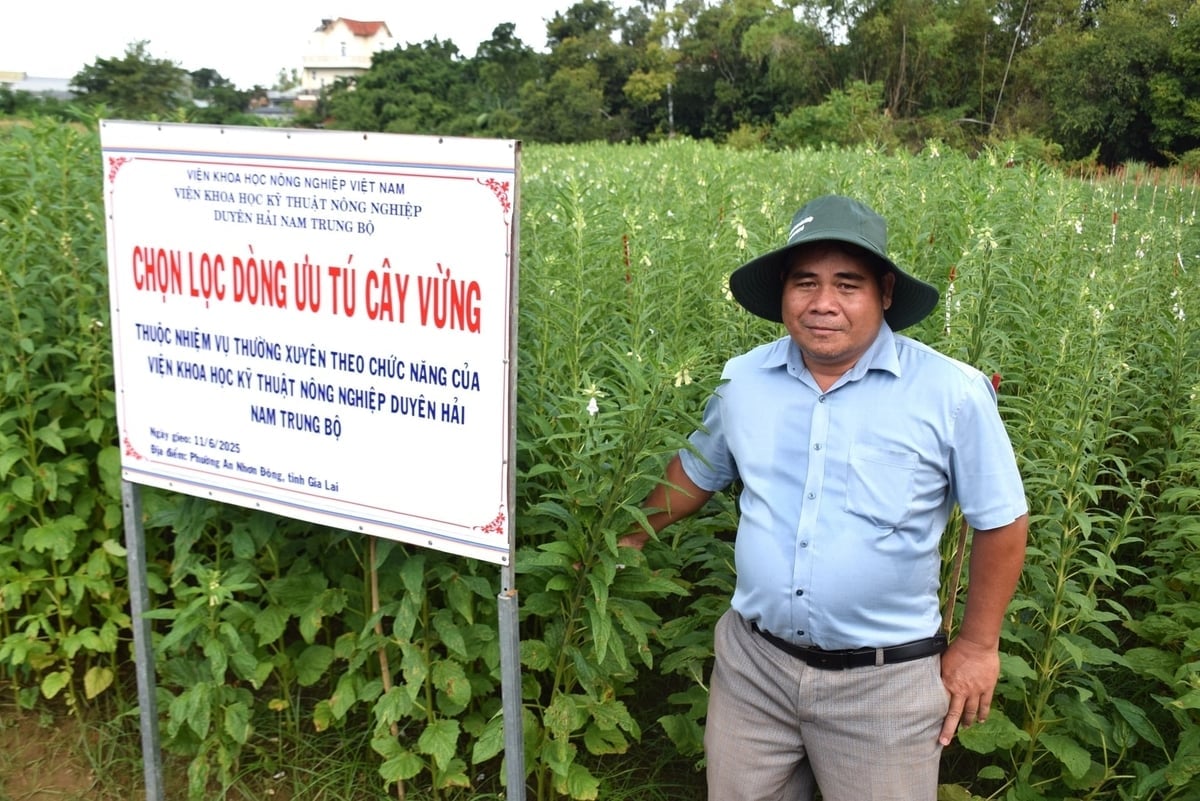 ASISOV velger elite sesamprodukter. Foto: V.D.T. ASISOV chọn lọc dòng vừng (mè) ưu tú. Ảnh: V.Đ.T.