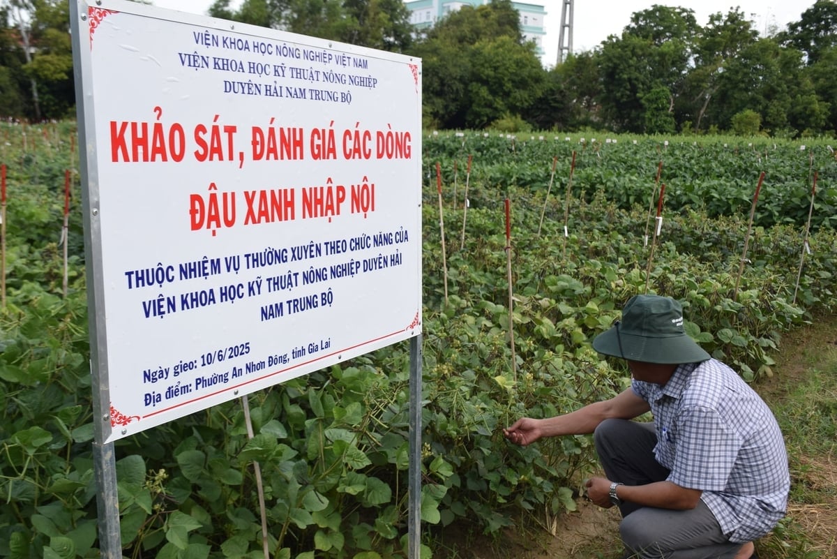 ASISOV kartlegger og evaluerer importerte mungbønnesorter. Foto: V.D.T. ASISOV khảo sát, đánh giá các dòng đậu xanh nhập nội. Ảnh: V.Đ.T.