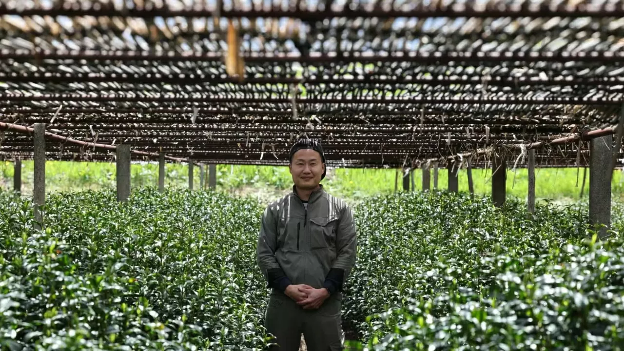 P11C49: มัทฉะญี่ปุ่น: รักษาคุณภาพหรือขยายขนาด? P11C49: Matcha Nhật Bản: Giữ chất lượng hay mở rộng quy mô?