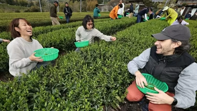 P11C49: มัทฉะญี่ปุ่น: รักษาคุณภาพหรือขยายขนาด? P11C49: Matcha Nhật Bản: Giữ chất lượng hay mở rộng quy mô?