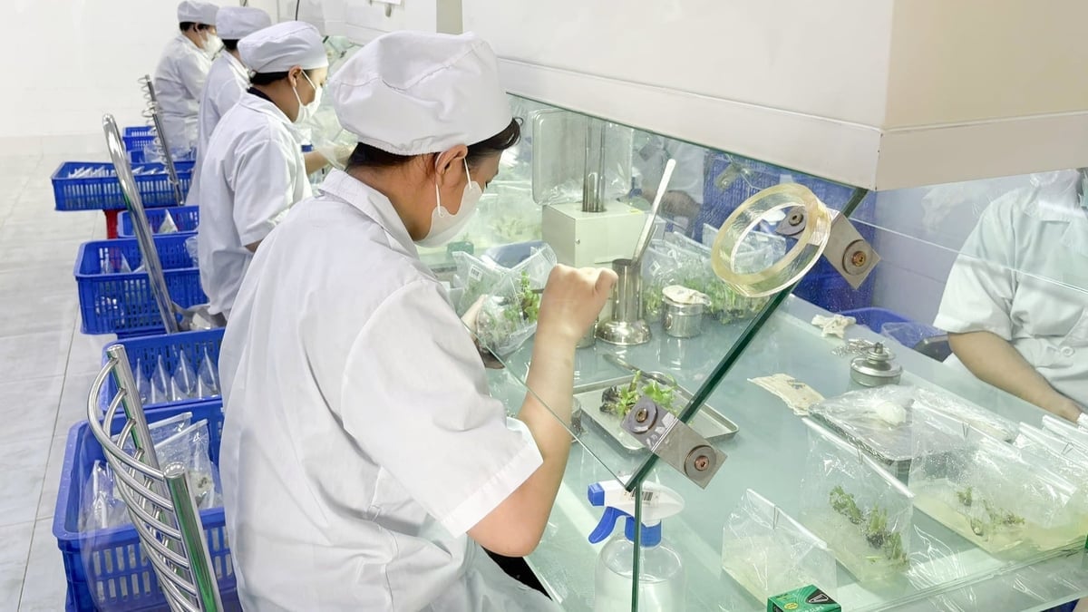 Investigación sobre variedades de banano resistentes a enfermedades y de alto rendimiento en Unifarm. Foto: Tran Trung.