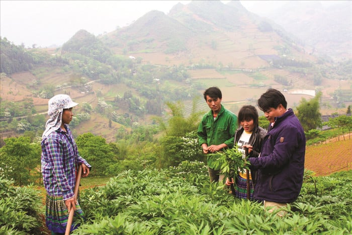 Усилия по сохранению лекарственных ресурсов - Фото 1. Nỗ lực bảo tồn nguồn dược liệu- Ảnh 1.