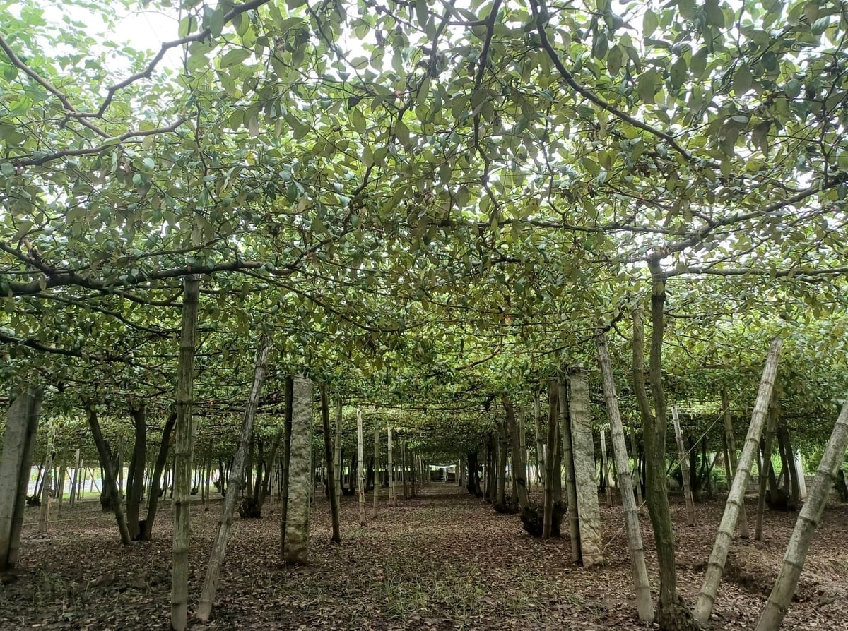 En el distrito de Nam Do Son, actualmente hay más de 120 hectáreas de manzanos. Foto: Hoang Phong. Trên địa bàn phường Nam Đồ Sơn hiện có hơn 120 ha trồng táo. Ảnh: Hoàng Phong.