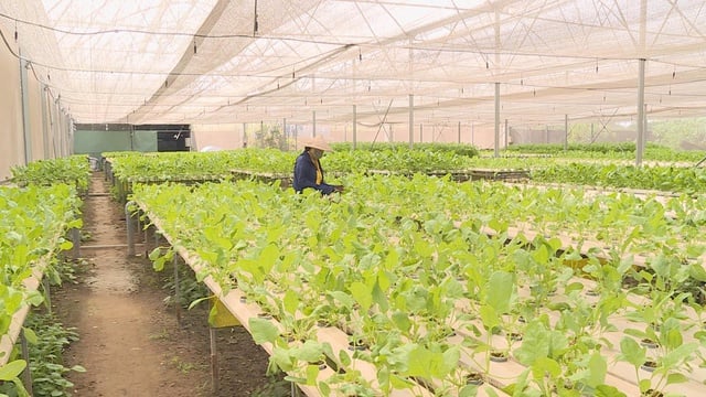 យន្តការបំបែកគឺចាំបាច់សម្រាប់វិស័យកសិកម្មទីក្រុងដើម្បីក្លាយជា “សួតបៃតង” នៃទីក្រុងហូជីមិញ - រូបថត ៤. Cần cơ chế bứt phá để nông nghiệp đô thị trở thành “lá phổi xanh” của TP. Hồ Chí Minh- Ảnh 4.