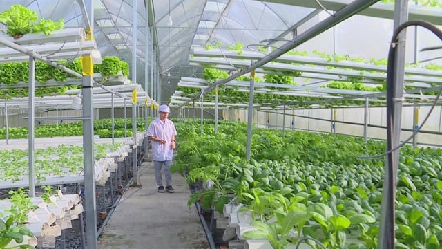 យន្តការបំបែកគឺចាំបាច់សម្រាប់វិស័យកសិកម្មទីក្រុងដើម្បីក្លាយជា “សួតបៃតង” នៃទីក្រុងហូជីមិញ - រូបថត ៥. Cần cơ chế bứt phá để nông nghiệp đô thị trở thành “lá phổi xanh” của TP. Hồ Chí Minh- Ảnh 5.