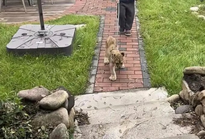 Le personnel de l'hôtel fait entrer le lion dans la chambre pour réveiller les clients. Photo : Baidu