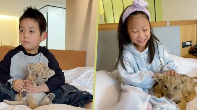 مهمانهای کوچک توسط توله شیر در رختخواب بیدار شدند.