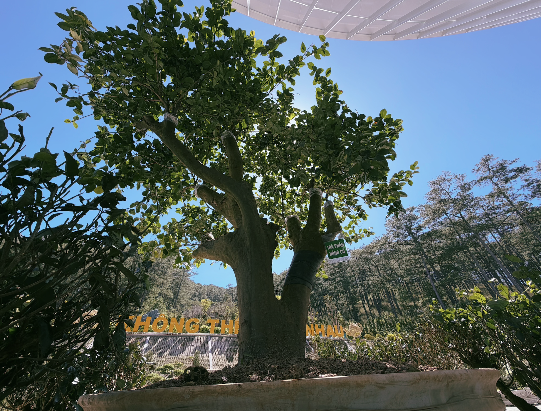 ベトナム茶の「アイデンティティ」を見つける - 写真 2。