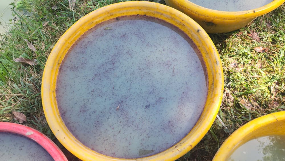 Trùn trồi lên mặt sình để hô hấp, tự tách ra khỏi lớp đất sình dưới đáy thau  