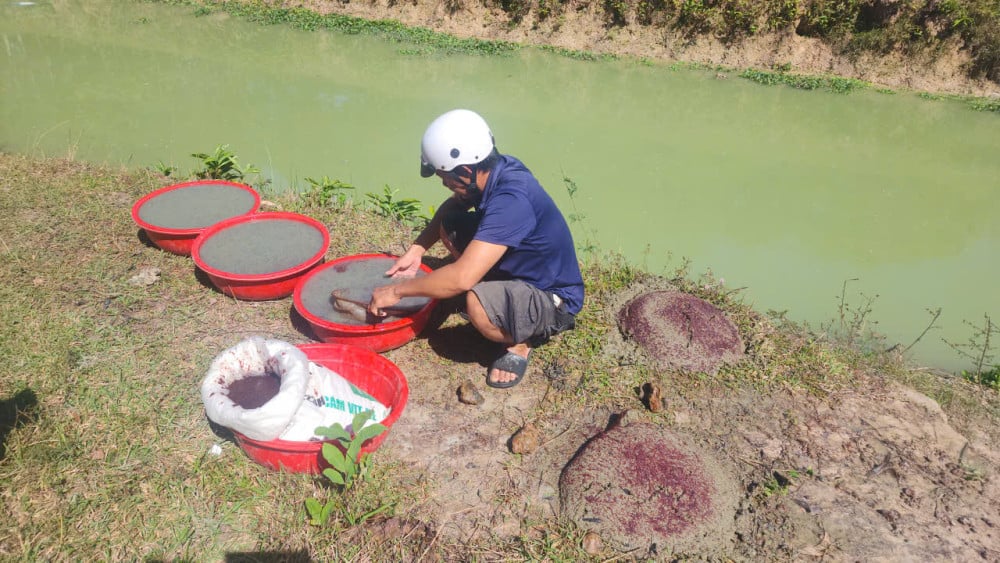 Ông Thời vớt trùn cho vào bao nilong