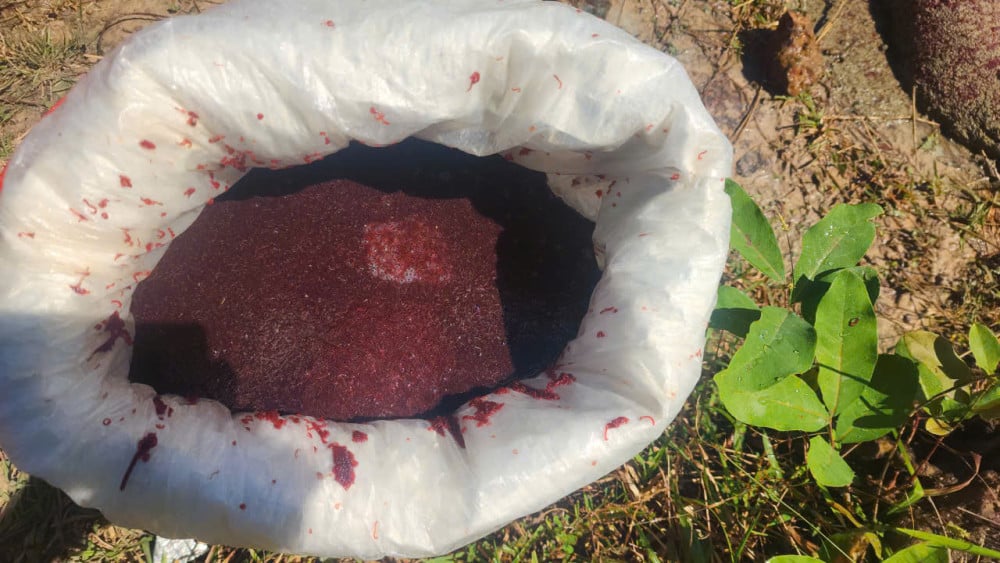 Chỉ buổi sáng, có người bắt được cả chục kg ấu trùn