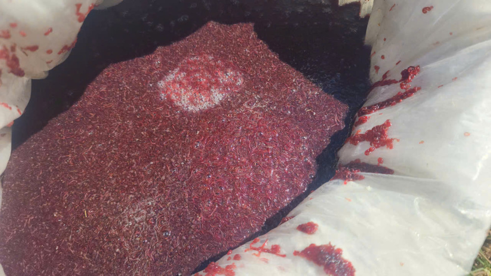 : Trùn huyết là nguồn thức ăn giàu dinh dưỡng cho các loài thủy sản khi còn nhỏ