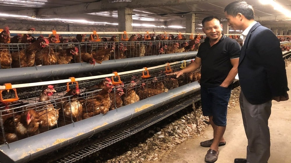 Ferma de găini ouătoare a domnului Nguyen Van Cong îndeplinește standardele VietGAP. Fotografie: Pham Thieu. Trang trại nuôi gà đẻ của hộ ông Nguyễn Văn Công đạt tiêu chuẩn VietGAP. Ảnh: Phạm Thiệu.