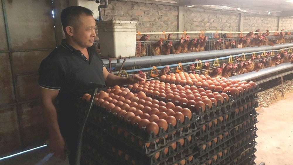 Produsul cu ou roșu al domnului Nguyen Van Cong a obținut OCOP de 4 stele. Foto: Pham Thieu. Sản phẩm trừng gà đỏ đạt OCOP 4 sao của hộ ông Nguyễn Văn Công. Ảnh: Phạm Thiệu.