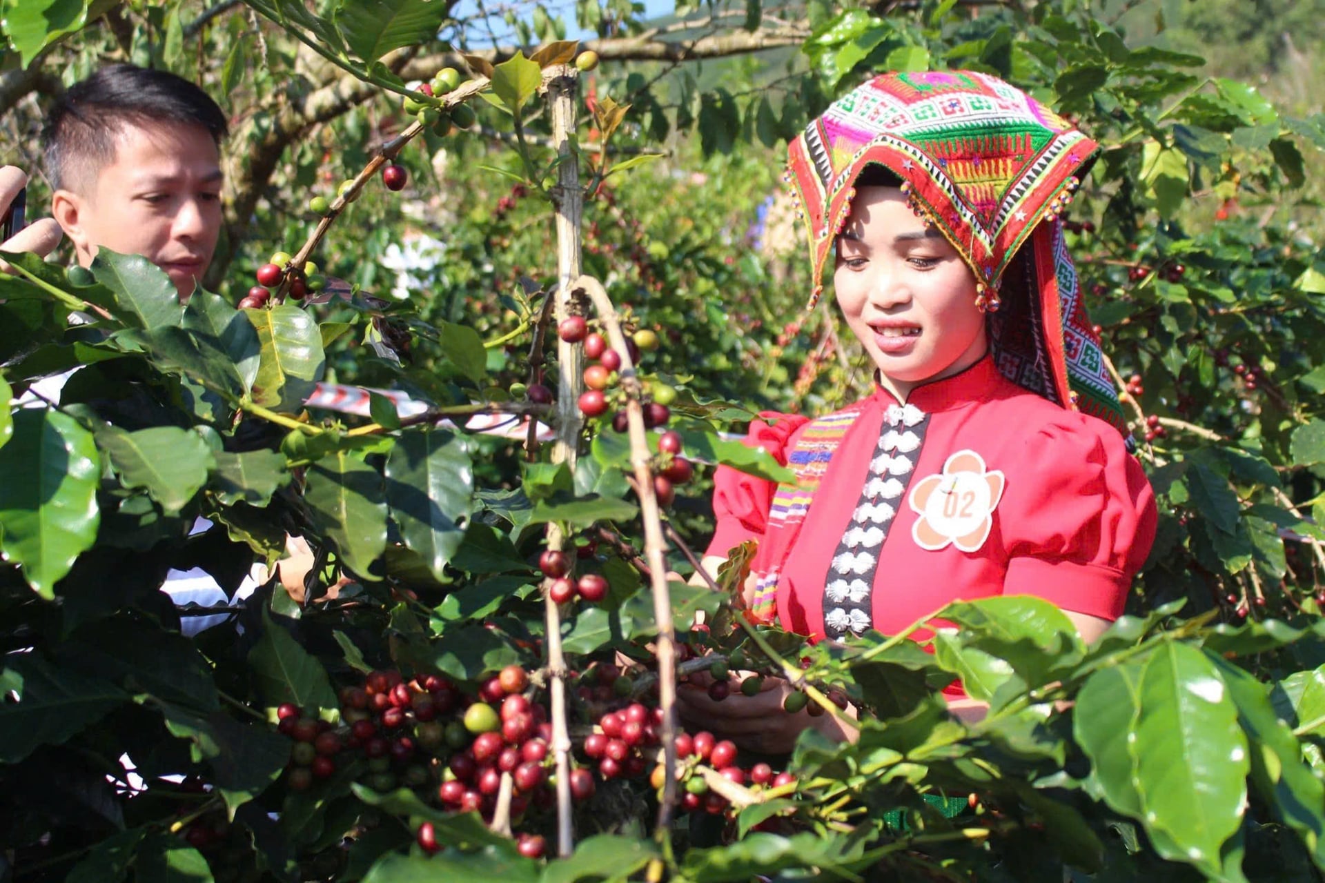 치앙안 주민들은 2025년 커피 수확량에 만족하고 있습니다. 수확량이 많고 가격도 적당하여 재배자들에게 안정적인 수입을 가져다줄 것입니다. 사진: 응우옌 응아.