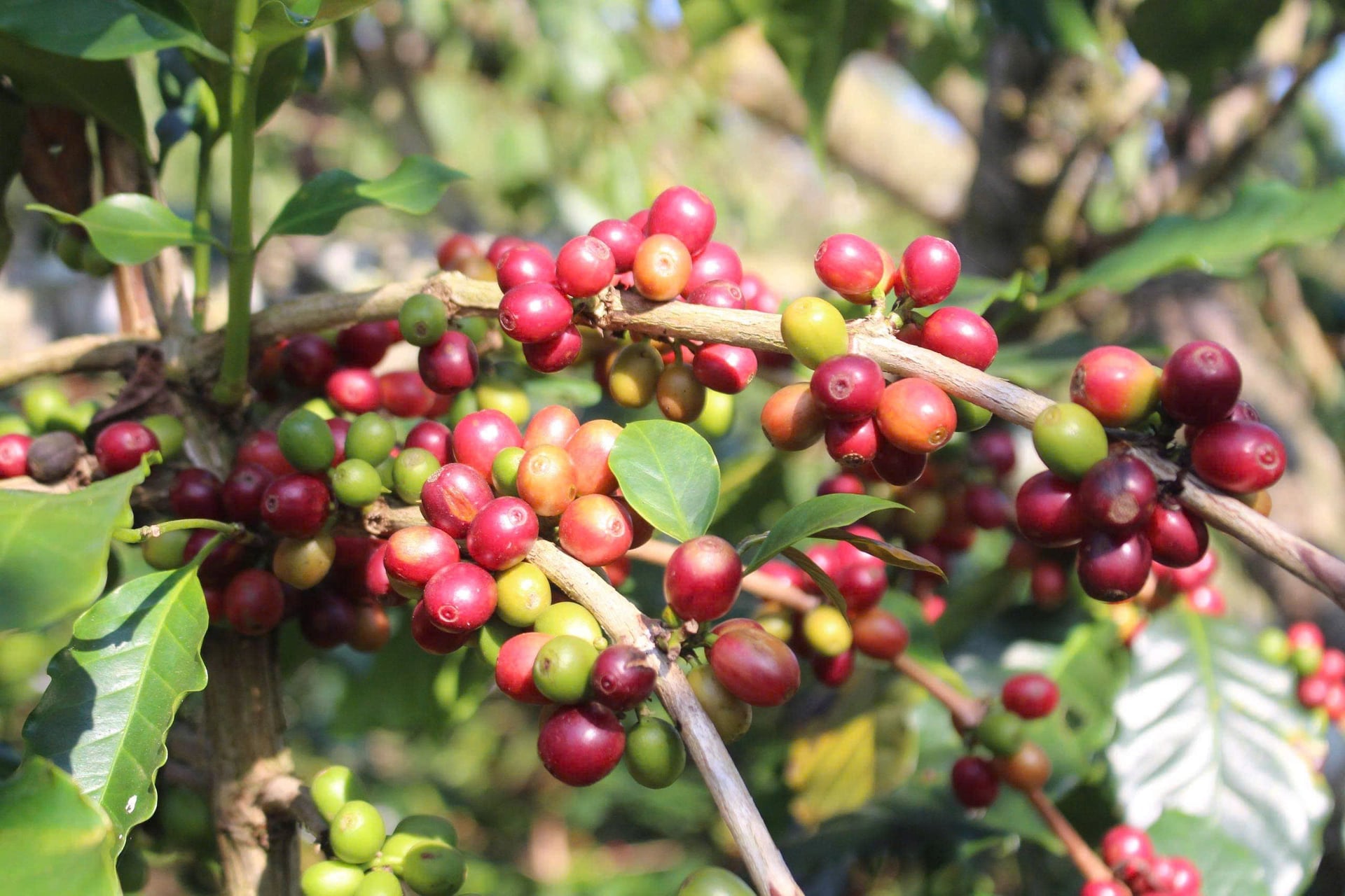 커피나무는 치앙안 구의 수백 가구가 빈곤에서 벗어날 수 있는 지속 가능한 길을 열어주었습니다. 사진: 응우옌 응아.