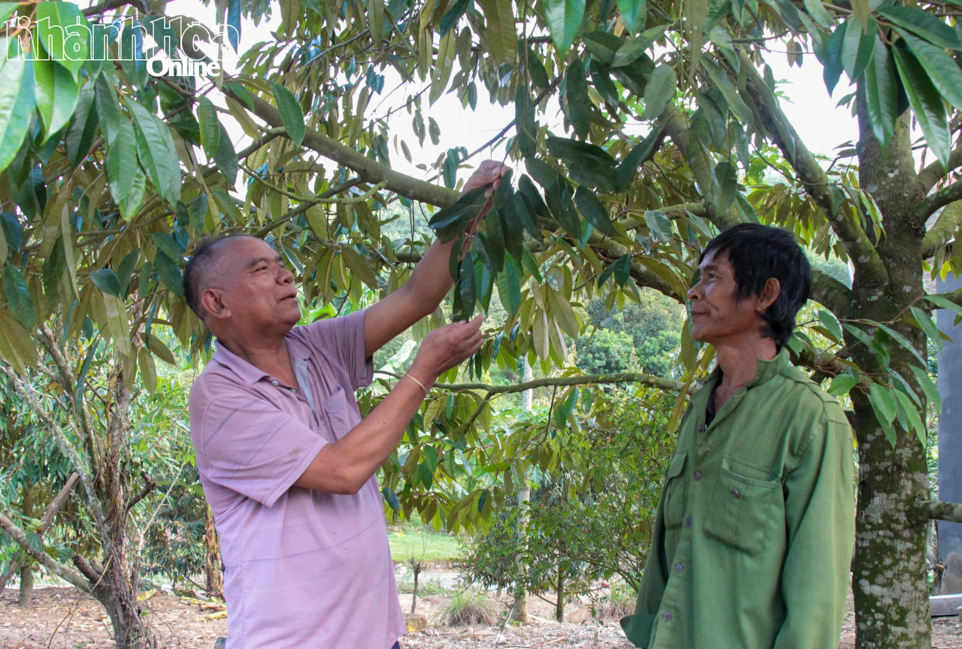 Herr Mau Quoc Nam (vänster) vägleder människor i byn Doc Trau att ta hand om durianen efter översvämningen.