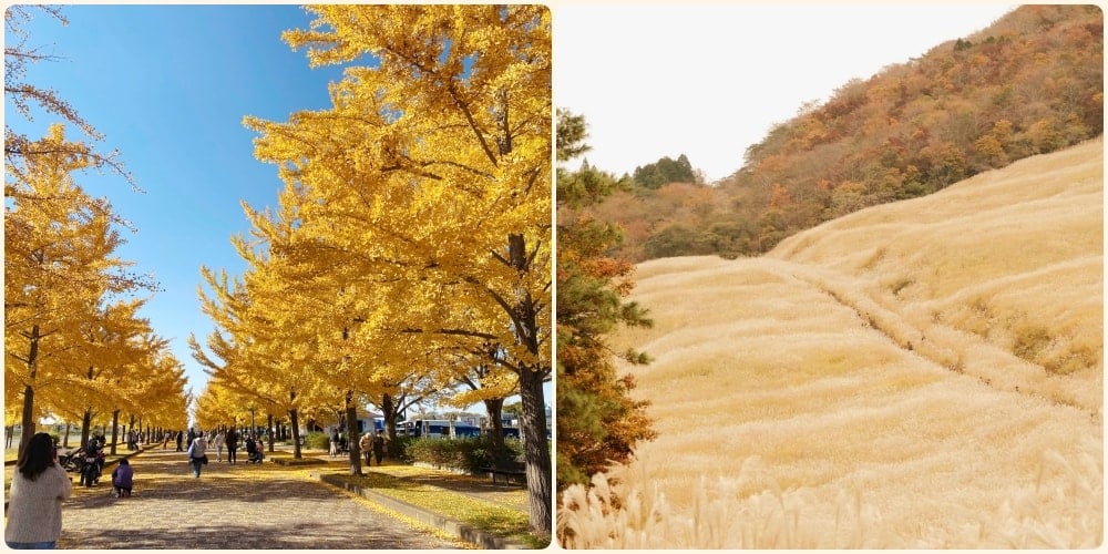 Hakone og Kazo - to land fylt med gult på slutten av året.