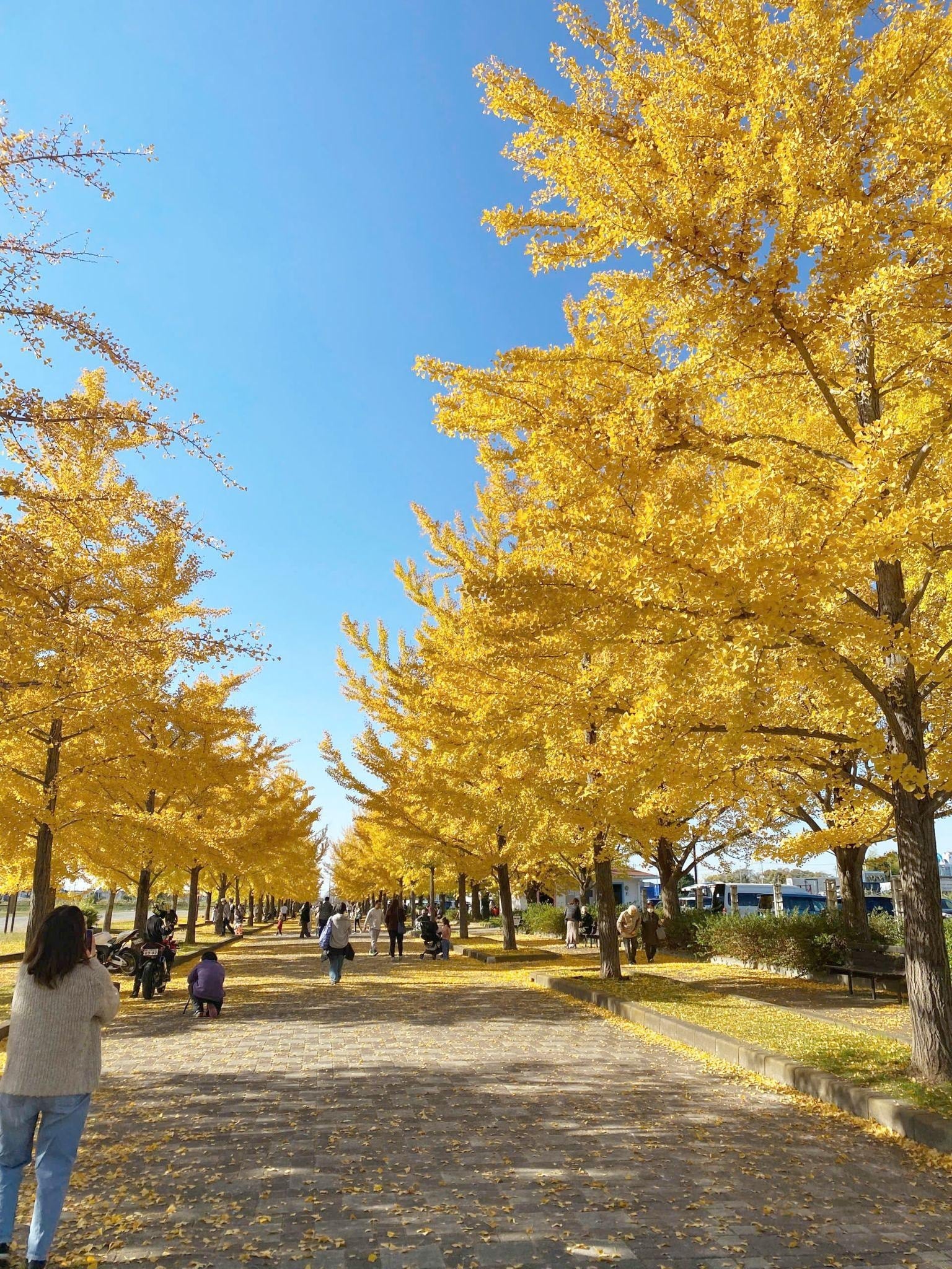 Den gule fargen står enda mer frem mot den blå himmelen.