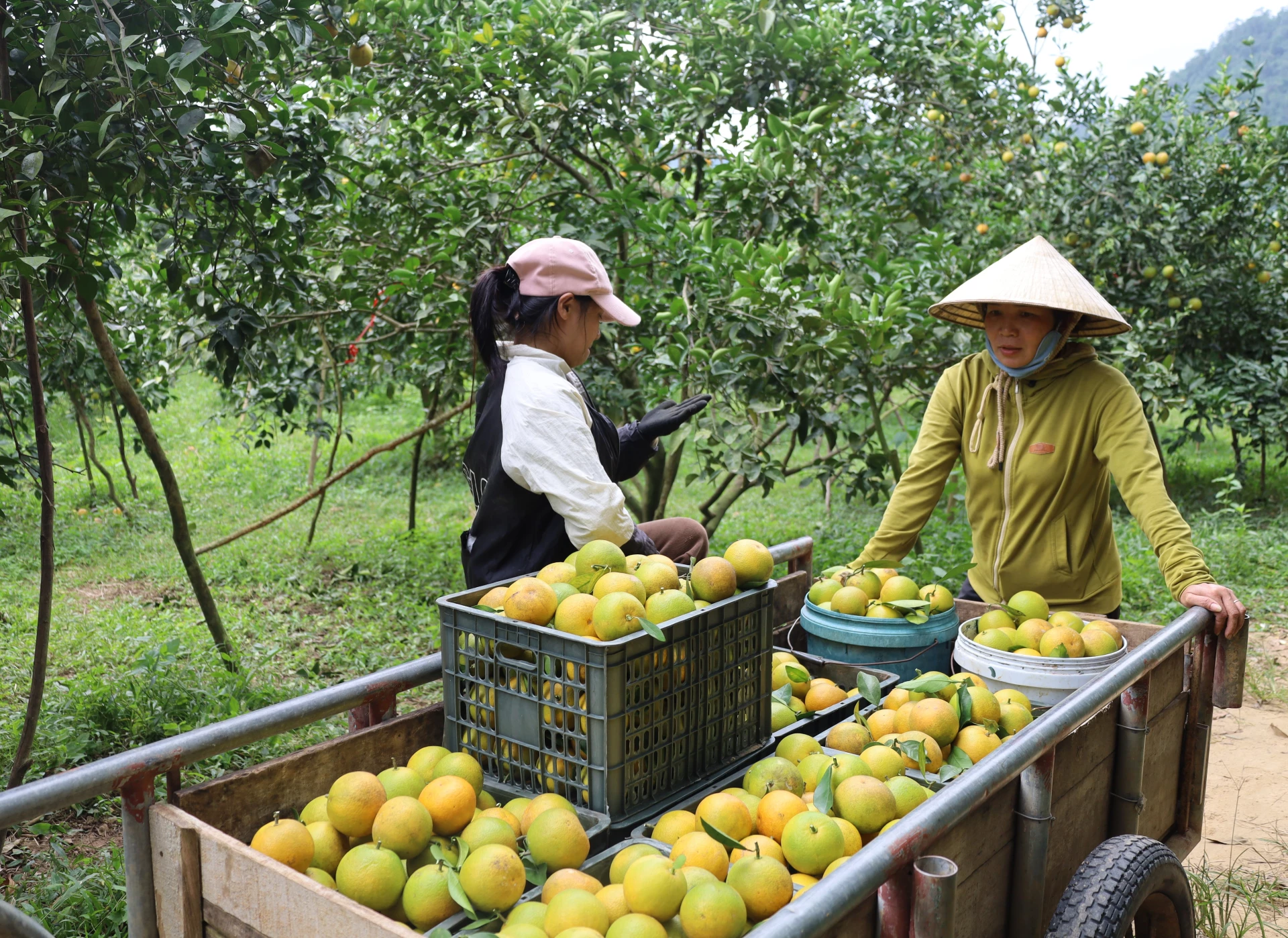 Tuyên Hóa chú trọng khai thác tiềm năng kinh tế vườn đồi và lâm nghiệp - Ảnh: Th.H