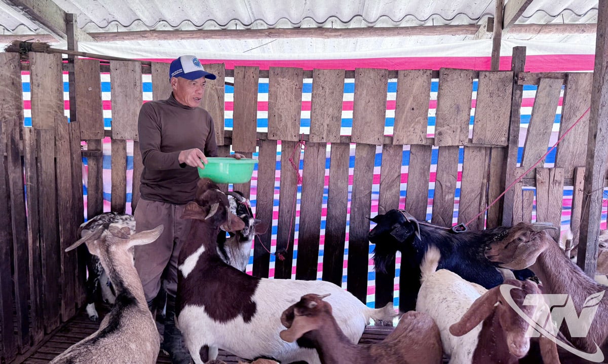 Pan Ma Van Huynh opiekuje się hodowlą kóz swojej rodziny.