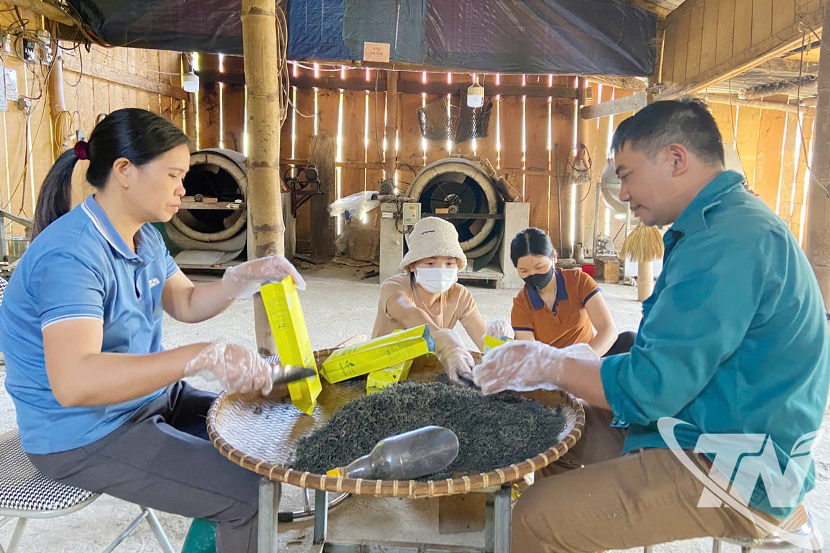 Membros da Cooperativa Agrícola Ban Moc embalam produtos de chá Shan Tuyet.