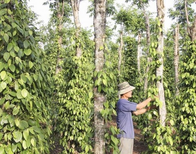 A paprika ára ma, 2025. december 8-án az országban és a világ legfrissebb adatai szerint Giá tiêu hôm nay 8/12/2025 ở trong nước và thế giới mới nhất