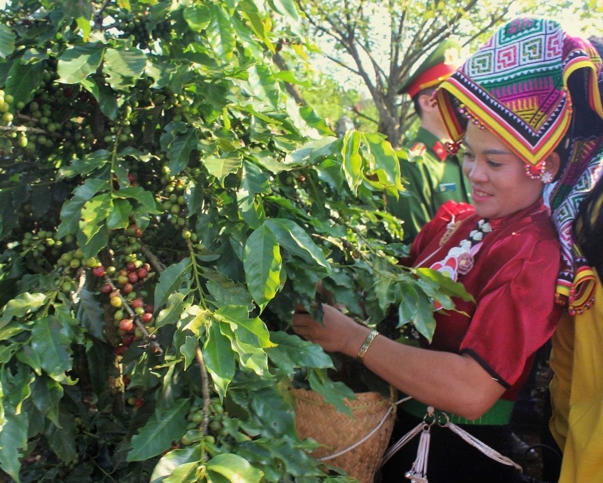 Koffieprijzen vandaag 8 december 2025 in het land en de wereld laatste Giá cà phê hôm nay 8/12/2025 ở trong nước và thế giới mới nhất