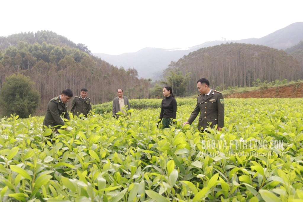 ہوو لنگ ایریا فارسٹ پروٹیکشن ڈیپارٹمنٹ کے افسران ووئی سو گاؤں، توان سون کمیون میں بیجوں کی نرسری کے ماڈل کا معائنہ کر رہے ہیں۔