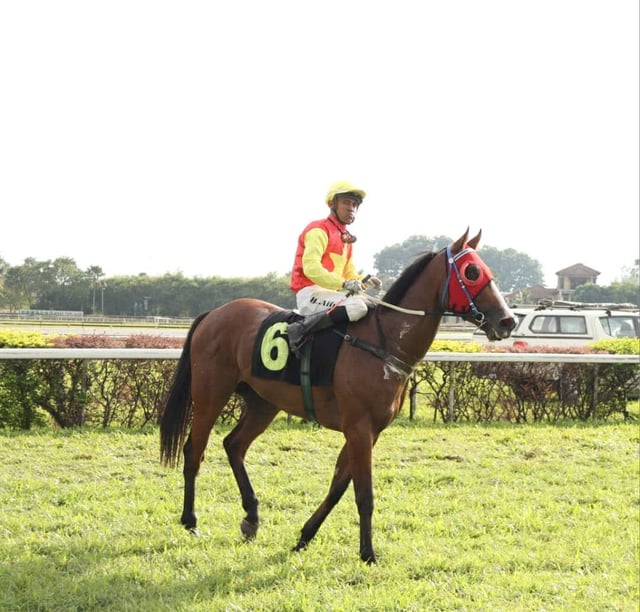Vietnams unghäst Thien Ma vann i Malaysia - Foto 2. Chú ngựa trẻ Thiên Mã của Việt Nam lập chiến công tại Malaysia- Ảnh 2.