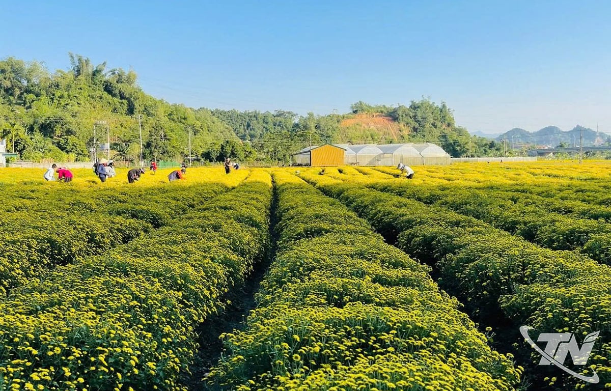フォンクアン村の菊畑は鮮やかな黄色です。