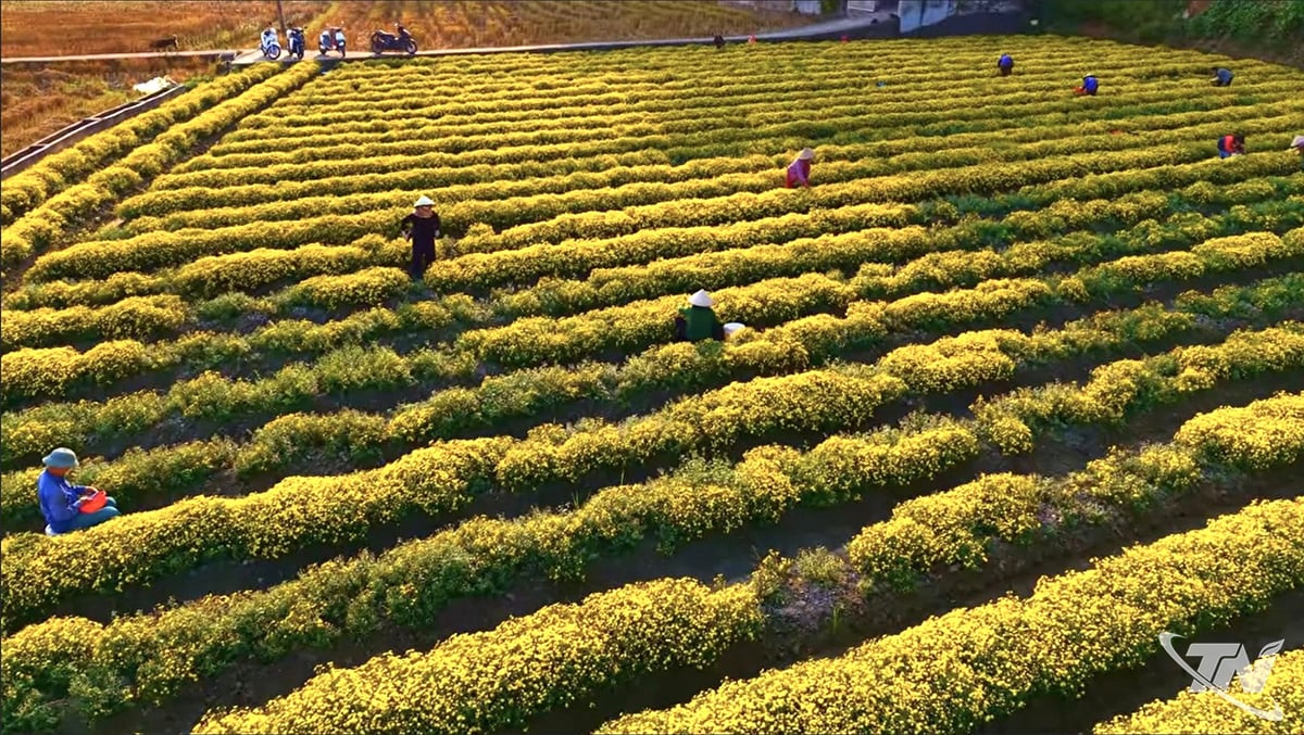 フォンクアン村の菊畑は鮮やかな黄色です。