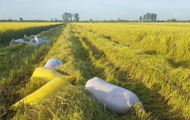 Cập nhật giá lúa gạo hôm nay 8/12/2025 mới nhất